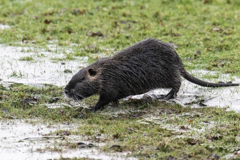 Nutria (Myocastor coypus), Emsland, Lower Saxony, Germany, Europe