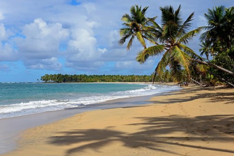 A tropical beach with palm trees, fine sand and clear blue skies, Limon beach, El Limón, El Seibo,