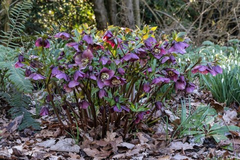 Lenzrosen (Helleborus orientalis Hybride), Emsland, Lower Saxony, Germany, Europe