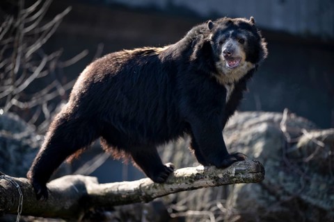 Spectacled bear (Tremarctos ornatus) or Andean bear, captive, GermanyGermany