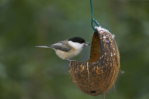 Marsh tit (Poecile palustris) feeding from bird feeder in winter