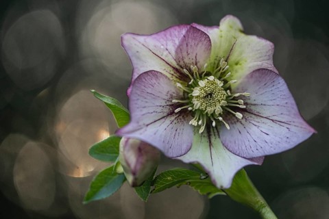 Lenzrose (Helleborus orientalis Hybride Picotee), Emsland, Lower Saxony, Germany, Europe