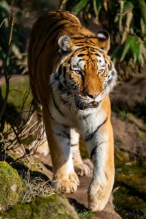 Siberian tiger (Panthera tigris tigris) walking in a forest, captive, incidence in Russia and