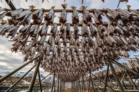 Dried fish, skrei, traditional fishing, winter, Moskenesoya, Lofoten, Norway, Europe