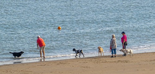 Group of elderly dog owners walking along the coast with their unleashed dogs on sandy beach in