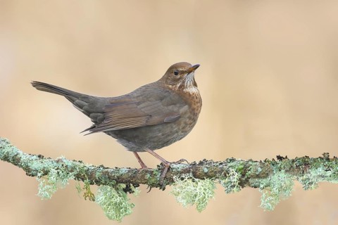 Blackbird (Turdus merula), female, sitting on a lichen-covered branch, wildlife, winter, animals,