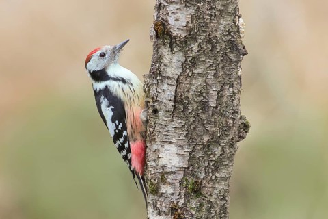 Middle spotted woodpecker (Dendrocopos medius), on a birch tree, wildlife, woodpeckers, nature