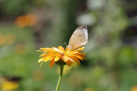 Small white (Pieris rapae), butterfly, macro, marigold, nectar, The Small white sucks nectar from