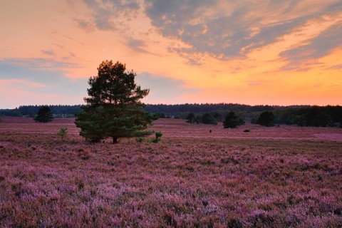 Blooming heathland at Wilseder Berg in the Lüneburg Heath nature park Park at sunset, Lower Saxony,