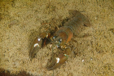 Signal crayfish (Pacifastacus leniusculus), American crayfish, invasive species, on sandy bottom,