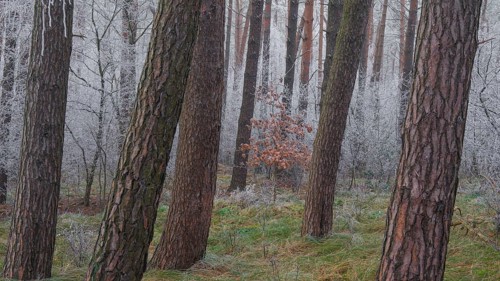 View of a small oak tree frozen with hoarfrost in a spruce forest, landscape photo, nature photo,