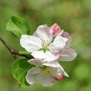 Apple blossoms (Malus), white open blossoms, close-up, Wilnsdorf, Nordrhein. Westphalia, Germany,