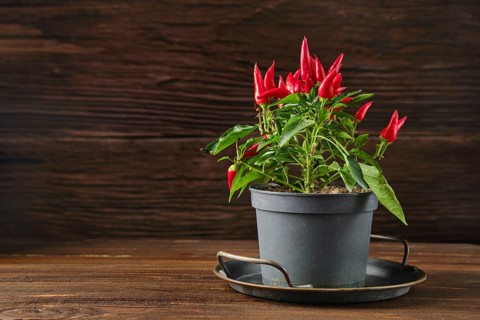 A lively chili pepper plant with bright red fruits is situated in a black pot on a dark wooden