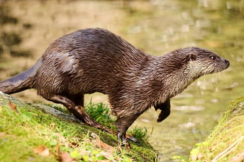 Eurasian otter (Lutra lutra) running over rocks in the bavarian forest, Bavaria, Germany, Europe