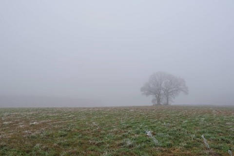 Foggy landscape with three trees and in the foreground frozen grasses in a meadow, landscape photo,