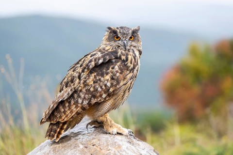 Eurasian eagle-owl (Bubo bubo), captive, sitting on a rock with autumn colors, Pyrenees, Catalonia,