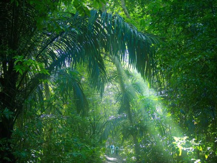 Jungle, light and haze, hiker, Tangoko National Park, Sulawesi, Indonesia, Asia