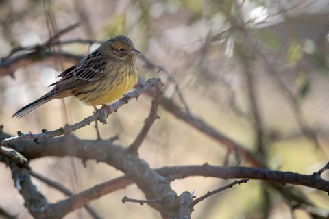 Yellowhammer (Emberiza citrinella) with yellow plumage on a branch in a light-coloured natural