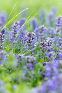 Common selfheal (Prunella vulgaris) in a green spring meadow, Ternitz, Lower Austria, Austria,