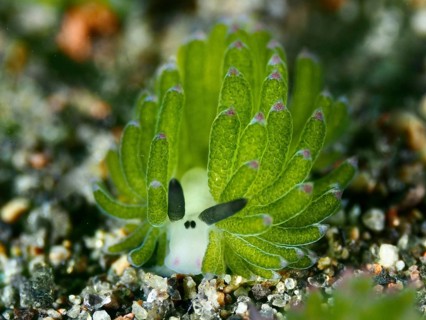 Small green snail, leaf sheep snail (Costasiella kuroshimae), on sandy soil. The snail is also