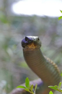 Cobra (Naja naja), erect, view into the camera, animal portrait, occurrence in Africa, captive,