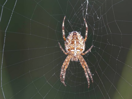 Garden cross spider (Araneus diadematus) sits in the spider's nest and is still wet with the last