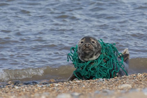 Grey seal (Halichoerus grypus) adult animal resting on a beach with netting wrapped around its