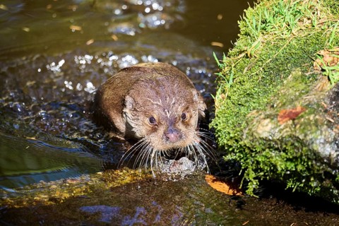 Eurasian otter (Lutra lutra) on the shore of a little lake in the bavarian forest, Bavaria,