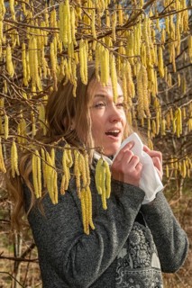 Young Caucasian woman with allergy problem stands by flowering hazel bush and sneezes into a