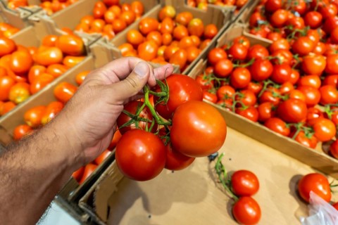 A person is holding a tomato in a store. There are many tomatoes in the store, some of which are in