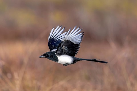 Eurasian magpie, common magpie (Pica pica) in flight