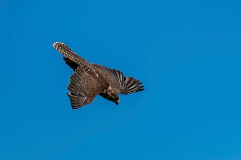 A brown bird of prey hovers in the air with its wings spread out against a clear sky, Saker Falcon,