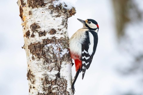 Great spotted woodpecker (Dendrocopus major) ml Germany