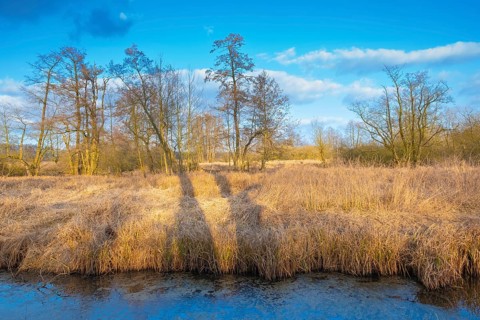 View of the vegetation along the Fangegraben and cycle path at the Steinhuder Meer, ditch, trees,