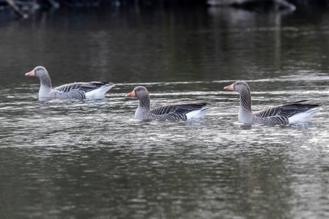 Greylag geese (Anser anser), swimming, Emsland, Lower Saxony, Germany, Europe