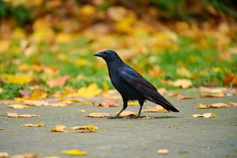 Raven crow (Corvus corone), in autumn surroundings, autumn, Baden-Württemberg, Germany, Europe