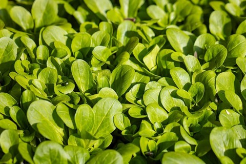 Fresh green corn salad (Valerianella locusta) in a vegetable patch under sunlight, full size,