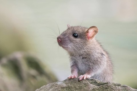 A juvenile Norway rat (Rattus norvegicus) sitting attentively on a rock with a blurred greenish