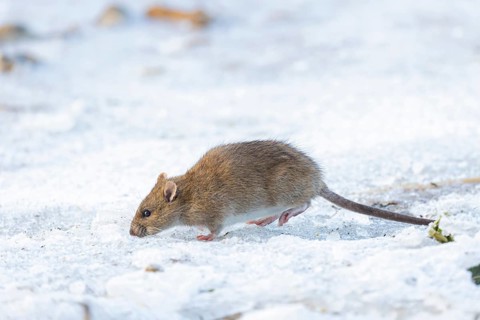 Brown rat (Rattus norvegicus) adult animal searching for food on a frozen pond, England, United