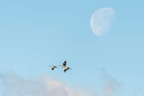 Common cranes (Grus grus) fly past the moon. Bas rhin, Alsace, France, Europe