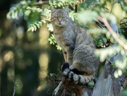 European wildcat (Felis silvestris) sitting on an old tree trunk, captive, Germany, Europe