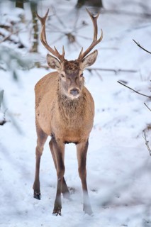Red deer (Cervus elaphus) stag in a forest in winter, snow, Bavaria, Germany, Europe
