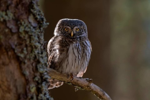 Pygmy Owl (Glaucicium passerinum), sitting on the branch of a tree, Pirchner Ast, Schwaz, Tyrol,