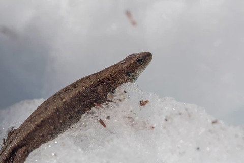 One viviparous lizard, Zootoca vivipara (formerly Lacerta vivipara), resting on snow in early
