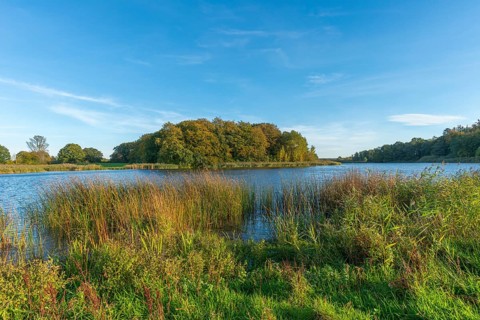 Kasseteich Lake, reed shore, forest, marshy shore, Muxtal municipality, Probstei landscape,