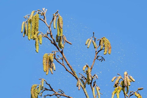 Common alder, European black alder (Alnus glutinosa) close-up of male catkins in late winter, early