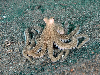 A marbled octopus (Amphioctopus aegina) with outstretched tentacles on sand, dive site Puri Jati,