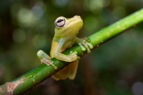 Glass frog (Centrolenidae) sitting on a stem, Heredia province, Costa Rica, Central America