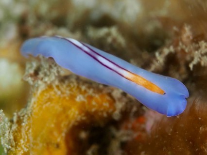 Narrow blue racing stripe whirlpool worm (Pseudoceros bifurcus) with orange stripes under water,