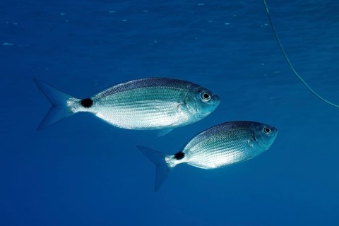 Two (Oblada melanura) specimens of sea bream, in the Mediterranean near Hyères. Unicoloured blue
